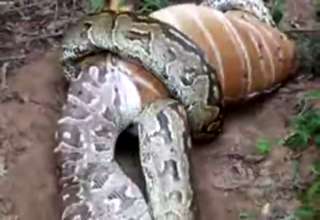 Snake Eating A Full Grown Deer In Vanezuela - Video | EBaum's World