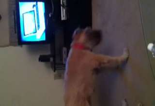 Dog Can't Stop Sneezing