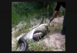 Body of man swallowed whole by monster 7m-long python is cut from its ...