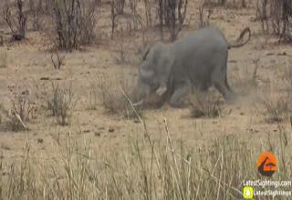 Elephant Gores Water Buffalo To Death. - Wow Video | eBaum's World