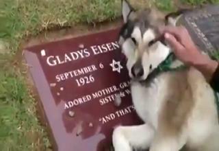 Dog Crying At Owner's Grave - Video | eBaum's World