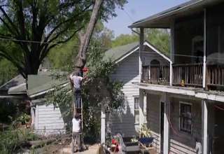 A limbs ladder, FL from Kathleen cutting tree