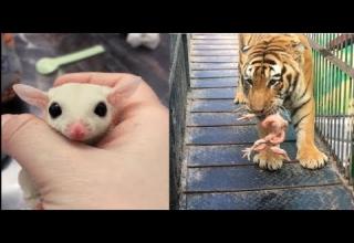 Cute Baby Animals Videos Compilation Cute and Funny Animals doing things  Compilatiuon 2019 #5 - Video
