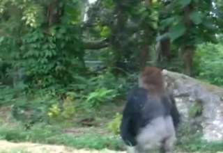 angry gorilla walk