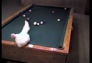 Chicken Playing Pool - Video | eBaum's World