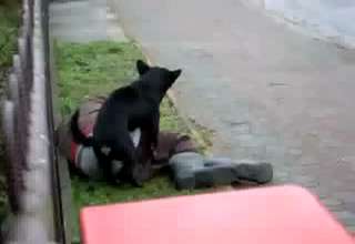 Dog Rapes Bum