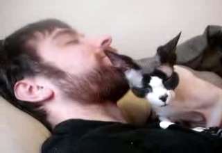 Hairless cat loves the beard