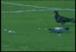 Pigeon V. Soccer Ball