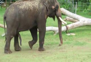 Elephant Cocks