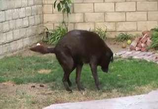 Dog Taking A Shit... Backwards?!