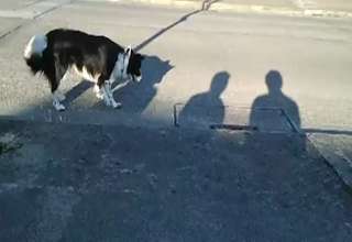 Dog Attacks Shadows